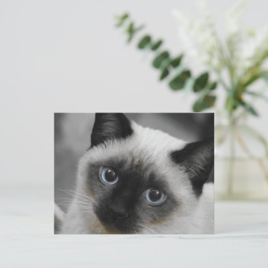 Carte Postale Chat de Siamese (Debout devant)