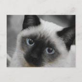 Carte Postale Chat de Siamese (Devant)