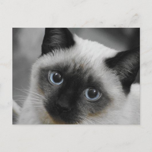 Carte Postale Chat de Siamese (Devant)