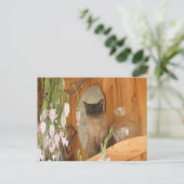 Carte Postale Chat de Siamese Poing #1 animal (Debout devant)
