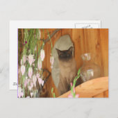 Carte Postale Chat de Siamese Poing #1 animal (Devant / Derrière)
