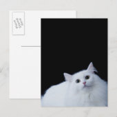 Carte Postale Chat de Sibérie (Devant / Derrière)