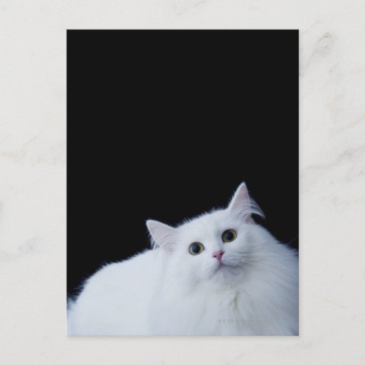 Carte Postale Chat de Sibérie (Devant)