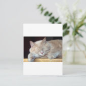 CARTE POSTALE CHAT DE SOMMEIL CUT (Debout devant)