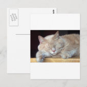 CARTE POSTALE CHAT DE SOMMEIL CUT (Devant / Derrière)