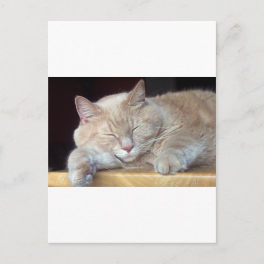 CARTE POSTALE CHAT DE SOMMEIL CUT (Devant)