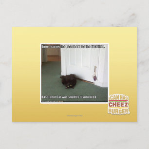 Carte Postale Chat de sous-sol, légèrement désorienté