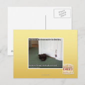 Carte Postale Chat de sous-sol, légèrement désorienté (Devant / Derrière)