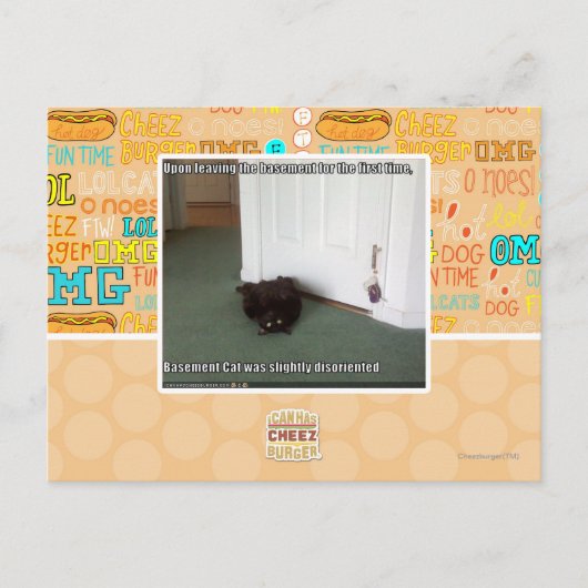 Carte Postale Chat de sous-sol, légèrement désorienté (Devant)