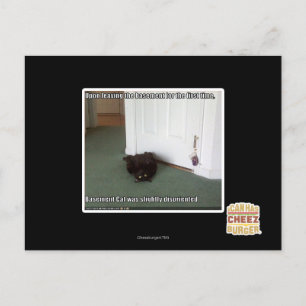 Carte Postale Chat de sous-sol, légèrement désorienté