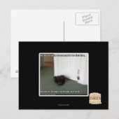 Carte Postale Chat de sous-sol, légèrement désorienté (Devant / Derrière)