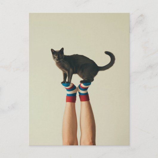 Carte Postale Chat d'équilibrage sur Chaussettes rayées, Amoureu (Devant)