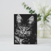 Carte Postale Chat des Forêts Norvégien (Debout devant)