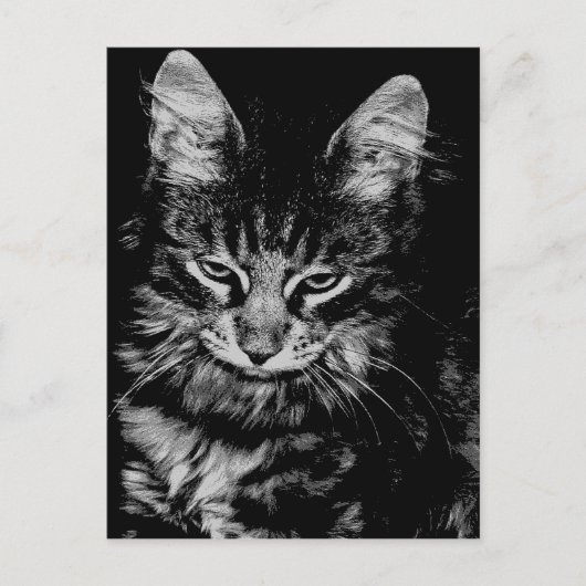 Carte Postale Chat des Forêts Norvégien (Devant)