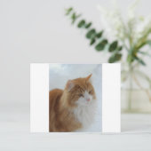 Carte Postale Chat des Forêts Norvégiennes (Debout devant)