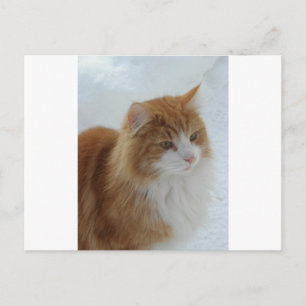 Carte Postale Chat des Forêts Norvégiennes