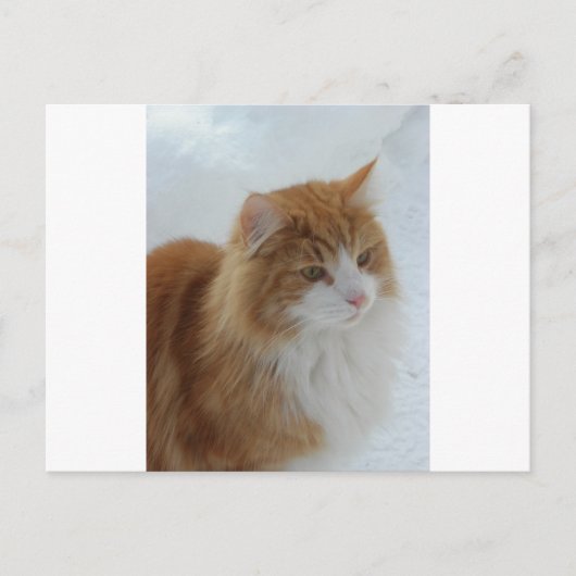 Carte Postale Chat des Forêts Norvégiennes (Devant)