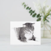 Carte Postale Chat : Dessin au crayon : Art original (Debout devant)