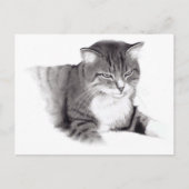 Carte Postale Chat : Dessin au crayon : Art original (Devant)