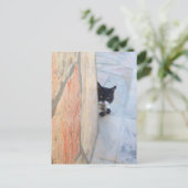 Carte Postale CHAT DÉTECTIF DERRIÈRE LE MUR DE PIERRE / Fête des (Debout devant)