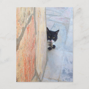 Carte Postale CHAT DÉTECTIF DERRIÈRE LE MUR DE PIERRE / Fête des