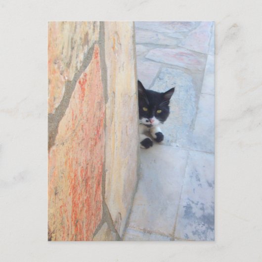 Carte Postale CHAT DÉTECTIF DERRIÈRE LE MUR DE PIERRE / Fête des (Devant)