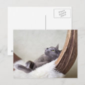 Carte Postale Chat détendu (Devant / Derrière)