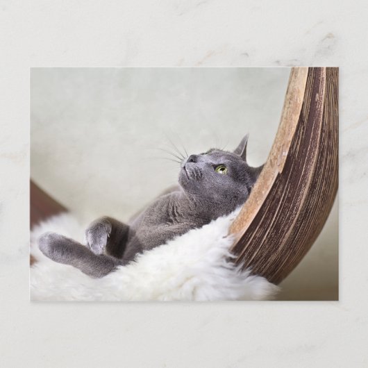 Carte Postale Chat détendu (Devant)