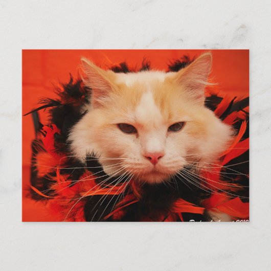 Carte Postale Chat d'Halloween (Devant)