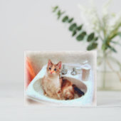 Carte postale Chat d'impressionniste dans un bassi (Debout devant)
