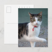 Carte Postale Chat dit hi CC0215 jolie photo d'animal de compagn (Devant / Derrière)