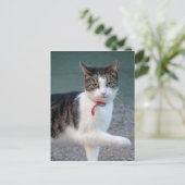 Carte Postale Chat dit hi CC0215 jolie photo d'animal de compagn (Debout devant)