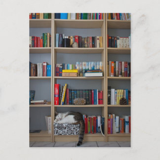 Carte Postale Chat dormir dans les livres de bibliothèque