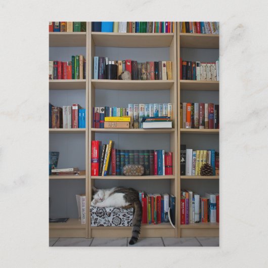 Carte Postale Chat dormir dans les livres de bibliothèque (Devant)