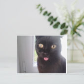 Carte Postale Chat doux (Debout devant)