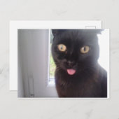 Carte Postale Chat doux (Devant / Derrière)