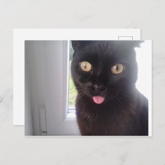 Carte Postale Chat doux (Devant / Derrière)