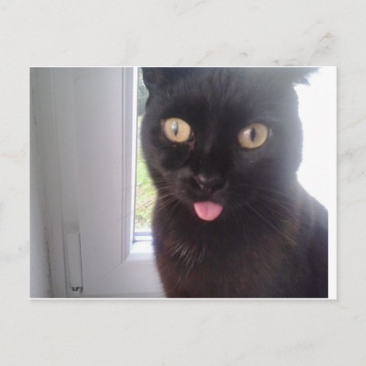 Carte Postale Chat doux (Devant)