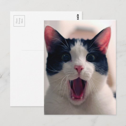 Carte Postale Chat drôle (Devant / Derrière)