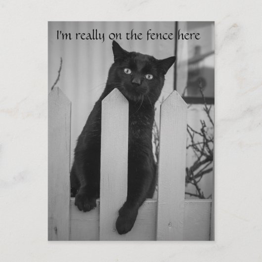 Carte Postale Chat drôle accroché à une clôture (Devant)
