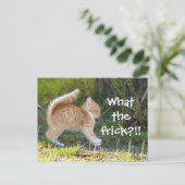 Carte Postale Chat Drôle Surpris. Quelle merde ? (Debout devant)