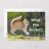 Carte Postale Chat Drôle Surpris. Quelle merde ? (Devant / Derrière)