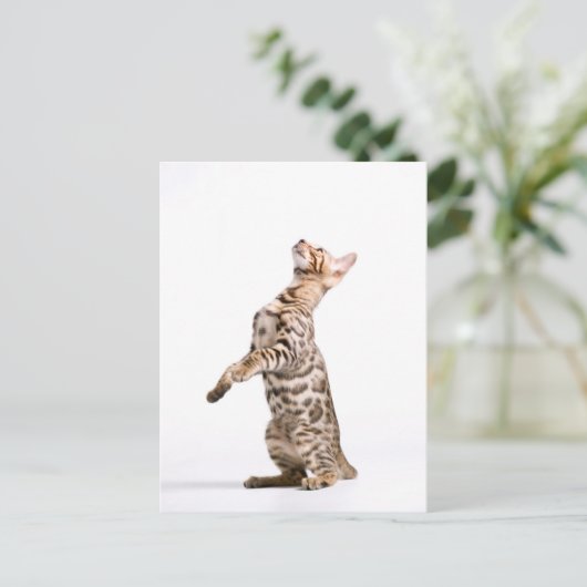 Carte Postale Chat du Bengale (Debout devant)