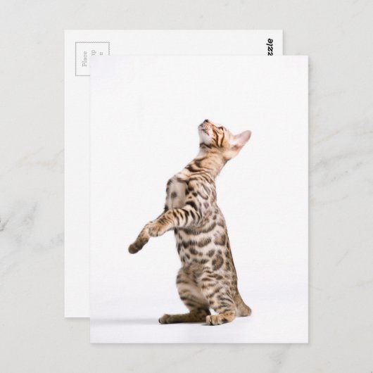 Carte Postale Chat du Bengale (Devant / Derrière)