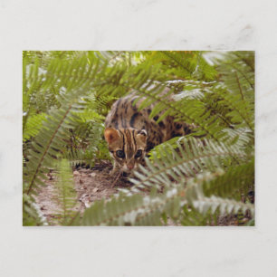 Carte Postale Chat du Bengale 003