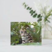 Carte Postale Chat du Bengale 022 (Debout devant)