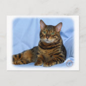 Carte Postale Chat du Bengale 9W052D-018 (Devant)