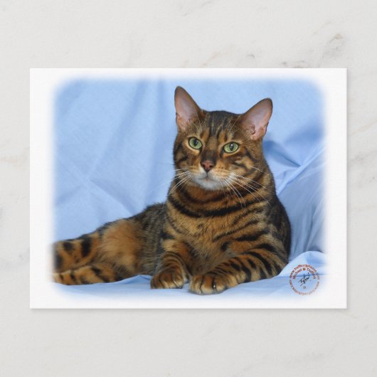 Carte Postale Chat du Bengale 9W052D-018 (Devant)