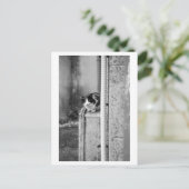 Carte Postale Chat du village (Debout devant)