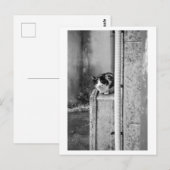 Carte Postale Chat du village (Devant / Derrière)